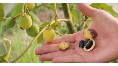 Jatropha curcas, también llamada Piñón botija