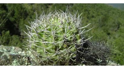 Cactus enano