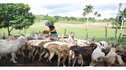 Apuesta por el desarrollo de la ganadería