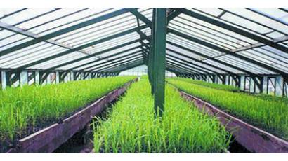 Impulsan producción de vitroplantas en el país