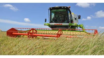 Crecen rendimiento del arroz