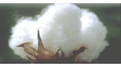 Producción de algodón