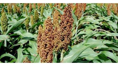 Cultivo de sorgo