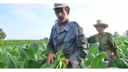 La Ruta del Tabaco