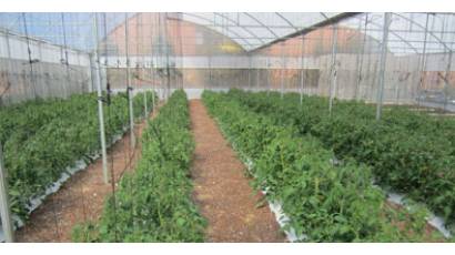 Proyectos de agricultura urbana en Ciudad de México