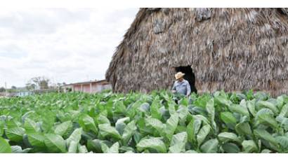 Vueltabajo y la Ruta del Tabaco