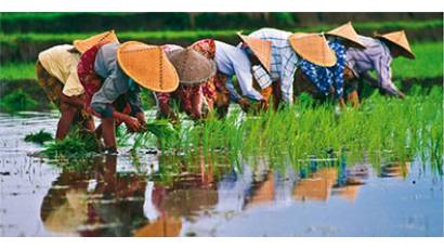Exportará Vietnam más arroz