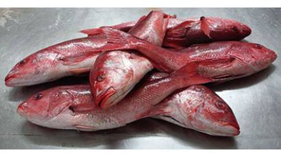 Exportaciones pesqueras de Vietnam