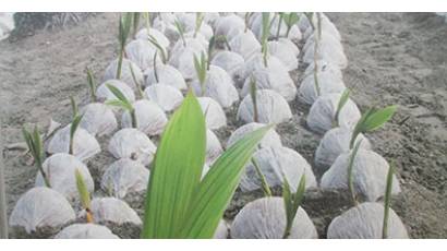 Posturas para nuevas plantaciones de coco