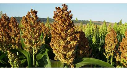 Sorgo