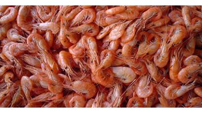 Centro de Desove de Camarón en Manzanillo