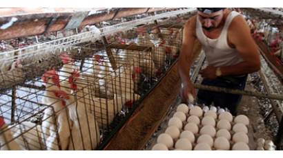 Sin otra salida que crecer en el campo