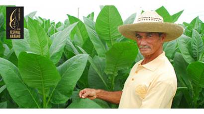 A deleitarse a la mea del habano