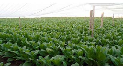 Capas de calidad para habanos exportables