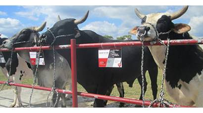 Salud animal y genética