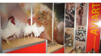 Impulsar la avicultura, de máxima prioridad
