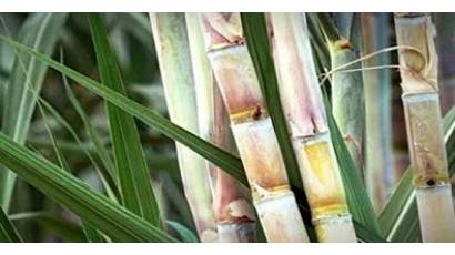 Zafra azucarera 2019/2020