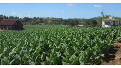 Producir tabaco, a lo moderno