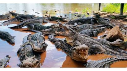Ciénaga de Zapata, donde la naturaleza es generosa
