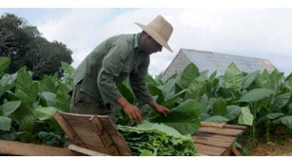 El tabaco, una apuesta a futuro