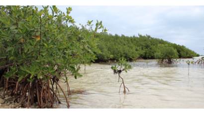 Implementan proyecto de resiliencia costera