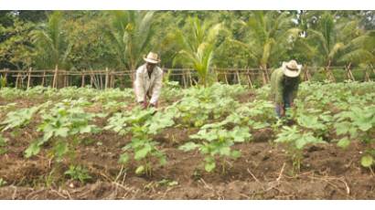 Agroforestal 