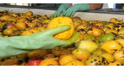 Aumenta producción en Fábrica de conservas avileña