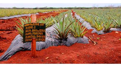 Renacen cultivo de la piña en Ciego de Ávila