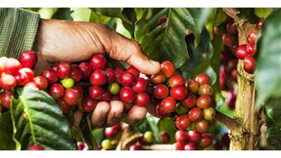 Café cubano multiplica su demanda