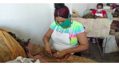 Crece producción de tabacos en Manzanillo