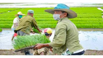 Mecanización, ciencia y otros retos para el cultivo del arroz