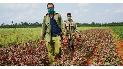 Quienes trabajan la tierra