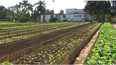 Tiempos desafiantes para la Agricultura Urbana, Suburbana y Familiar