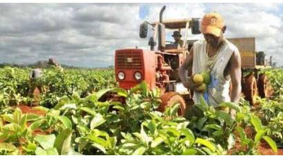 Analizan estado de proyectos de inversión extranjera en Agricultura