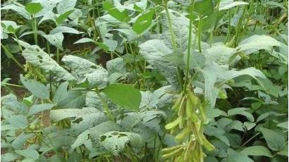 Pinareños inmersos en el cultivo de soya