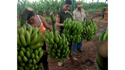 Las complejidades de la agricultura cubana