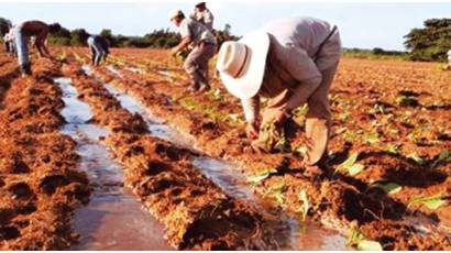 A buen ritmo siembra de tabaco en Pinar del Río
