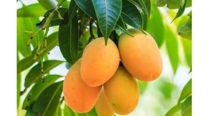 Para cantar y comer frutas