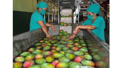 Mediana empresa La Güireña se afianza como exportadora