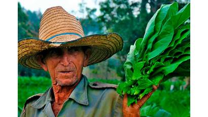 Villa Clara inversiones tabacaleras en la campaña 2024-2025