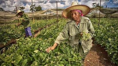 Incrementar la producción agropecuaria y garantizar el desarrollo territorial