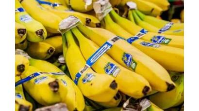 La filial panameña de la multinacional Chiquita despedirá a cerca de 5 000 empleados bajo la acusación de «abandono injustificado de labores» en sus fincas bananeras desde finales de abril pasado en Panamá
