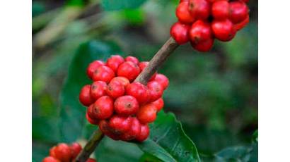 Villa Clara por la producción de café con base científica