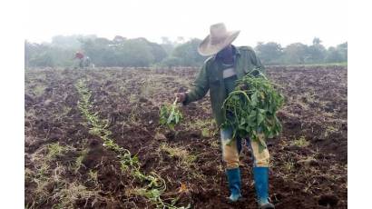 Agricultores santiagueros enfrentan el bloqueo con innovación