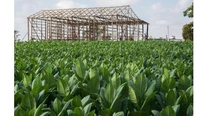 Pinar del Río se reafirma como mayor productora de tabaco en Cuba