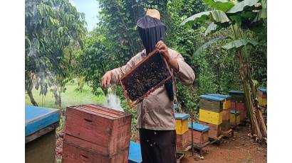 Que el futuro de la apicultura sea dulce como la miel