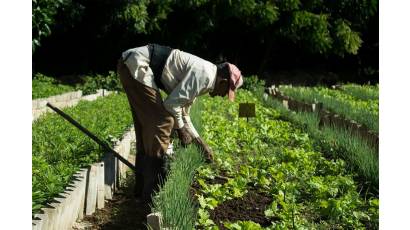Priorizan cultivos de ciclo corto en el oriente de Cuba