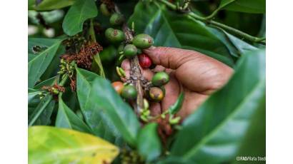 Apoya la FAO resiliencia agrícola del oriente cubano