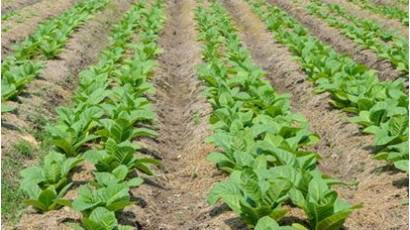 Pinar del Río concluye la siembra de tabaco de la actual campaña