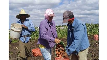 Sí a la papa agroecológica en Cuba